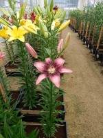 [4069 Thesiri Mak No01.JPG]